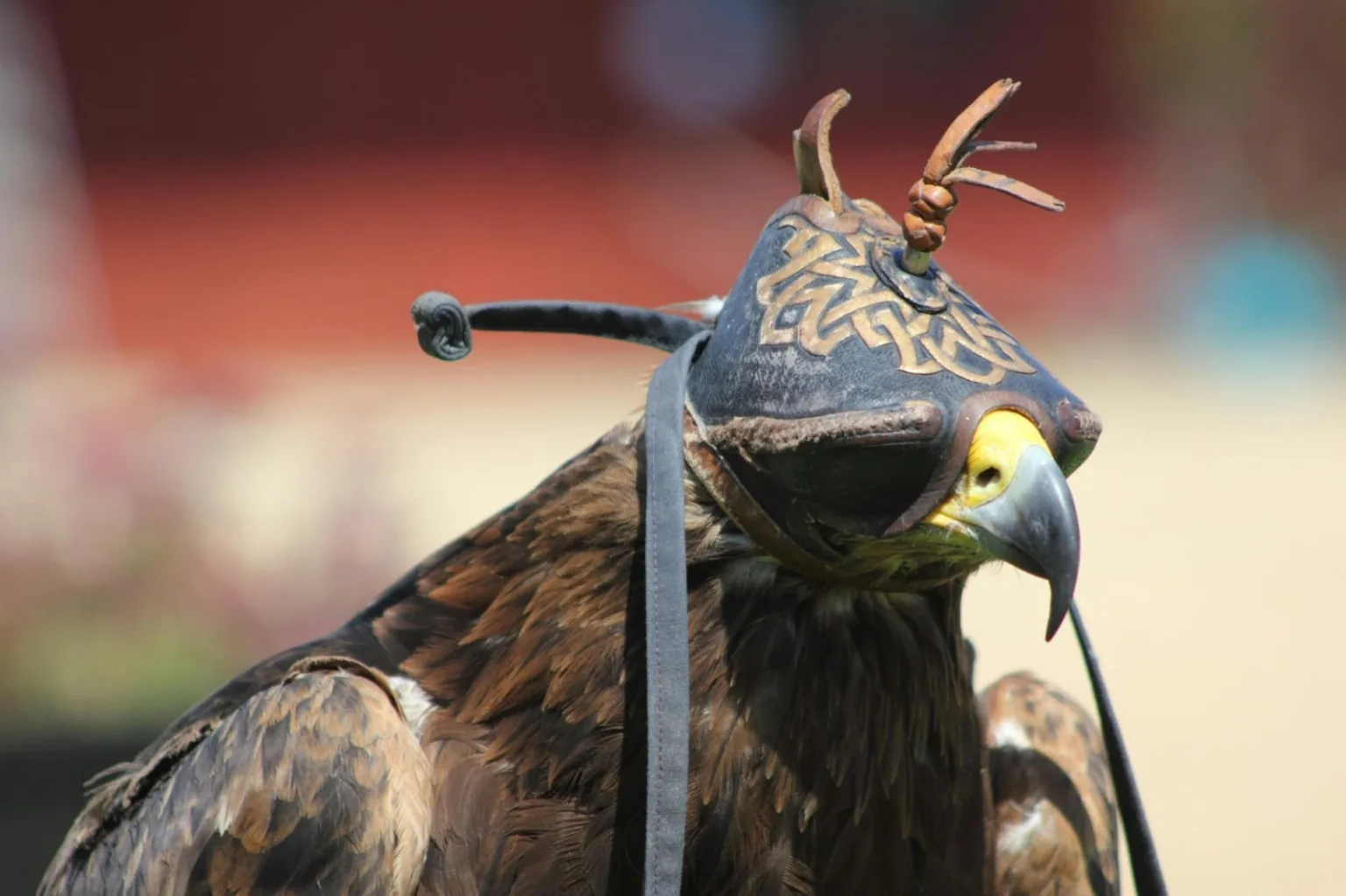 Sovereign Falcon